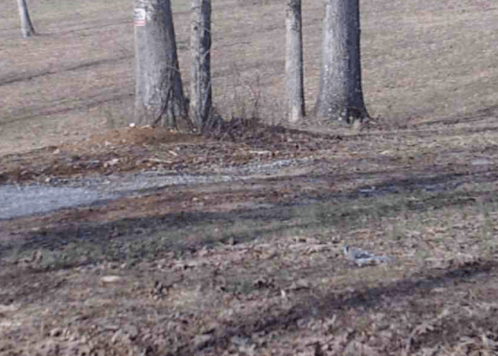 Screen Shot 2020-03-01 at 10.45.20 AM