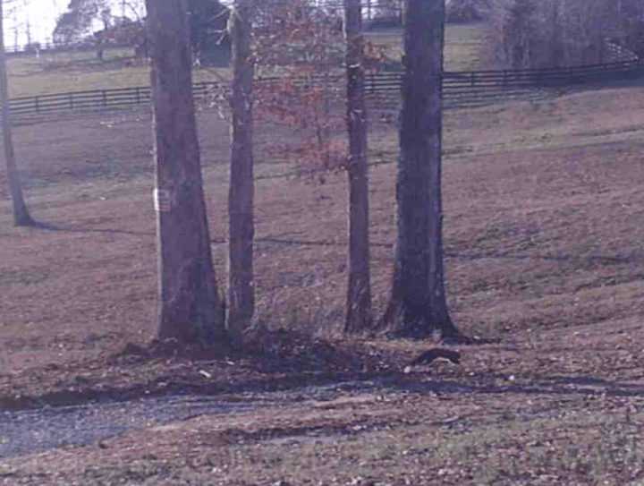 Screen Shot 2020-03-01 at 10.48.46 AM