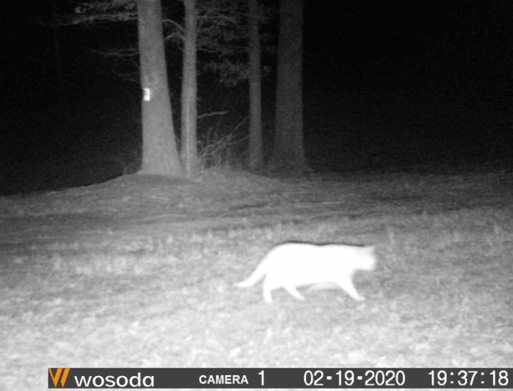 Screen Shot 2020-03-01 at 10.49.51 AM