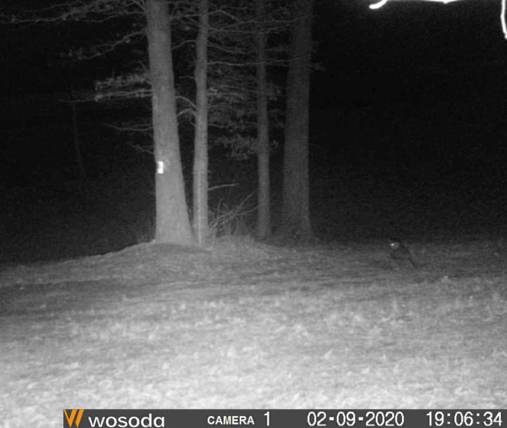 Screen Shot 2020-03-01 at 11.09.30 AM