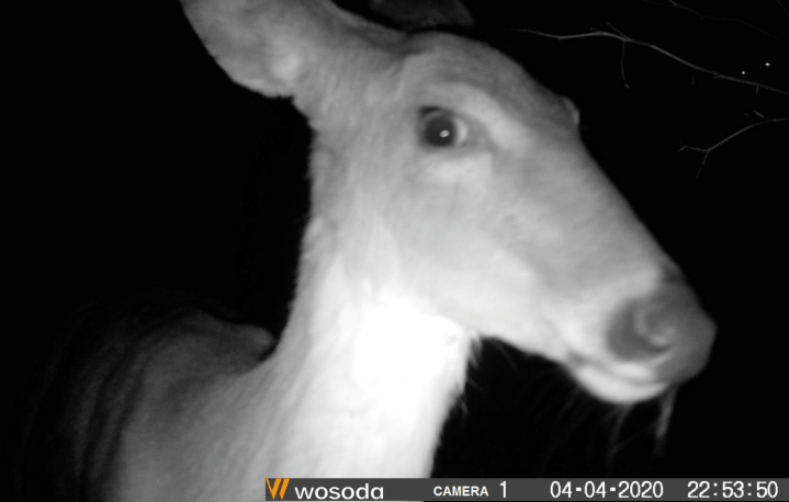 Screen Shot 2020-04-08 at 6.50.28 PM