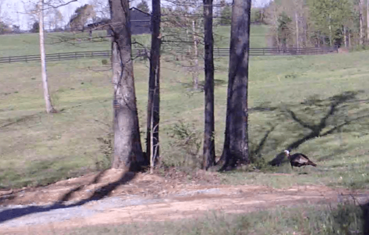 Screen Shot 2020-04-12 at 8.38.22 AM