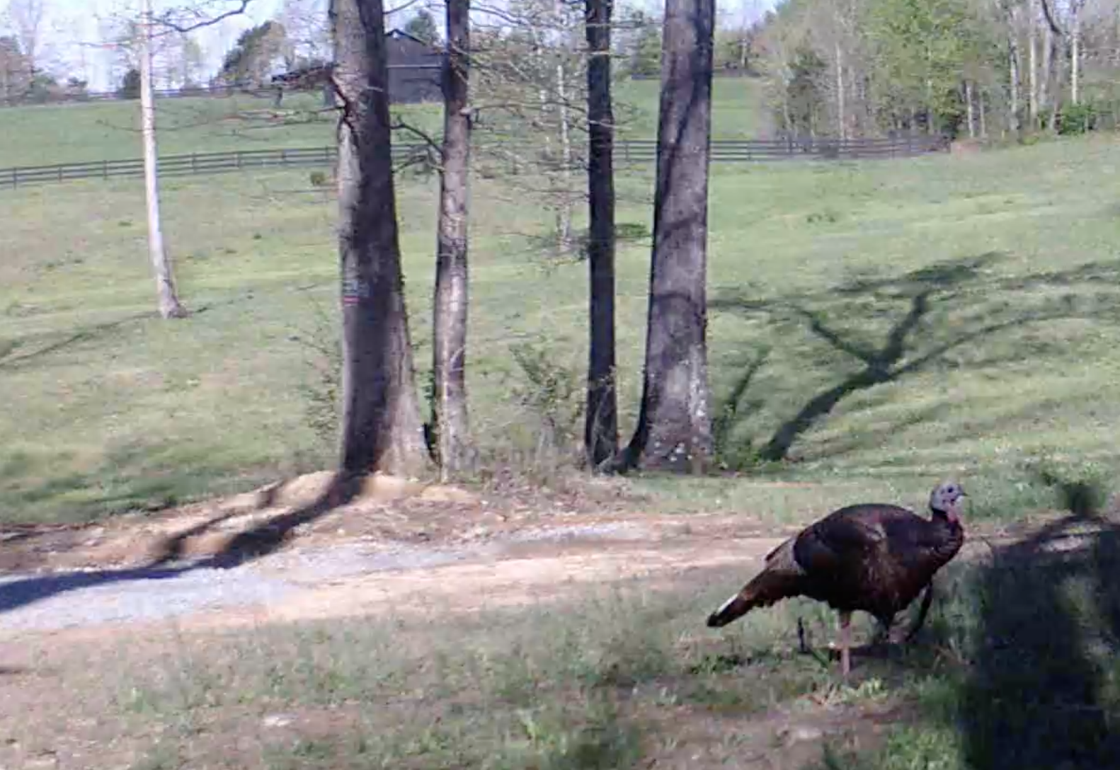 Screen Shot 2020-04-12 at 8.38.45 AM