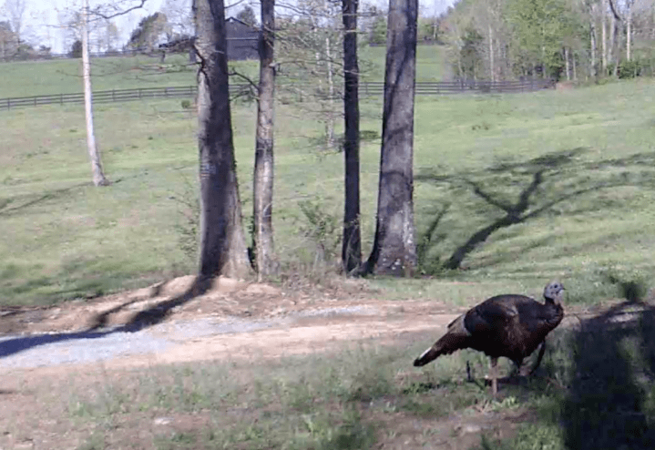 Screen Shot 2020-04-12 at 8.38.45 AM