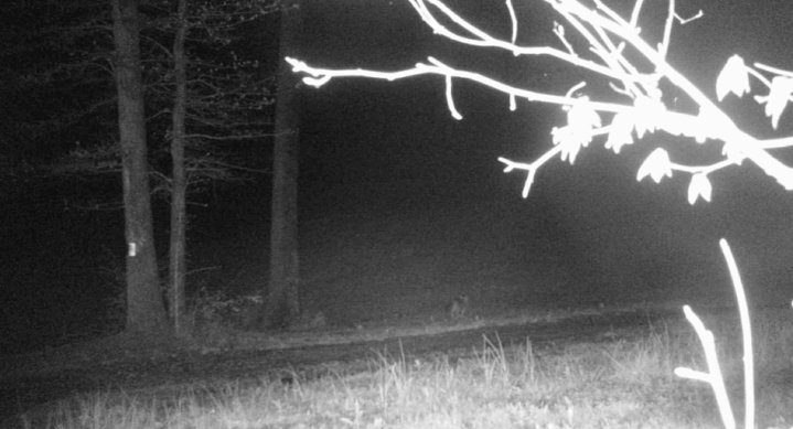 Screen Shot 2020-04-23 at 9.06.17 PM